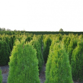 Thuja occidentalis 'Smaragd' 80-100 cm